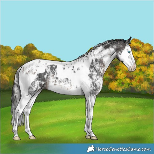 Horse Color:Silver Brown Sabino Splash  and Brown Sabino Splash Tobiano 