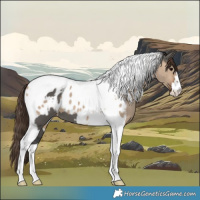 Horse Color:Grullo Tobiano Appaloosa and Brown Dun Tobiano Appaloosa