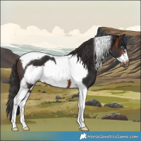 Horse Color:Brown Tobiano Frame 