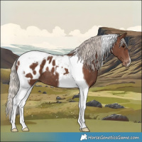 Horse Color:Silver Black Tobiano Appaloosa 