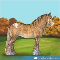 Horse Color:Palomino Dun Splash Brindle  and Chocolate Palomino Dun Appaloosa Brindle 