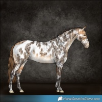 Horse Color:Buckskin Appaloosa and Buckskin Roan Dun Appaloosa