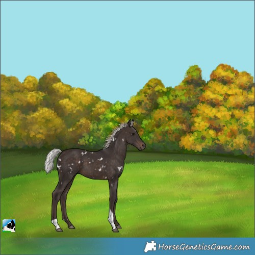 Horse Color:White Spotted Silver Brown Tobiano 