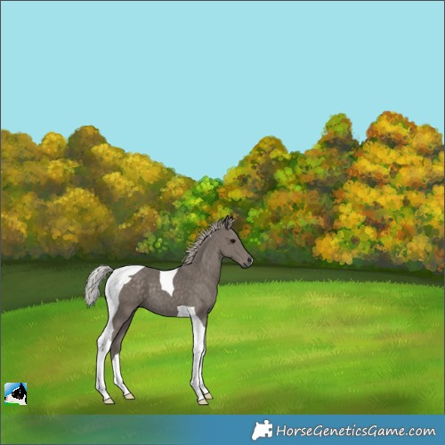 Horse Color:Silver Black Tobiano 