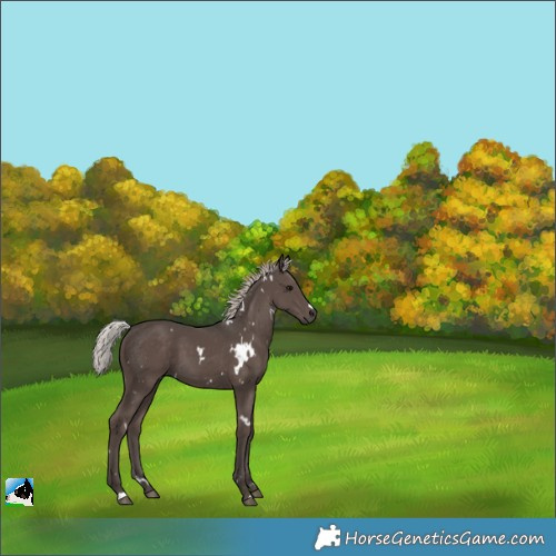 Horse Color:White Spotted Silver Black 