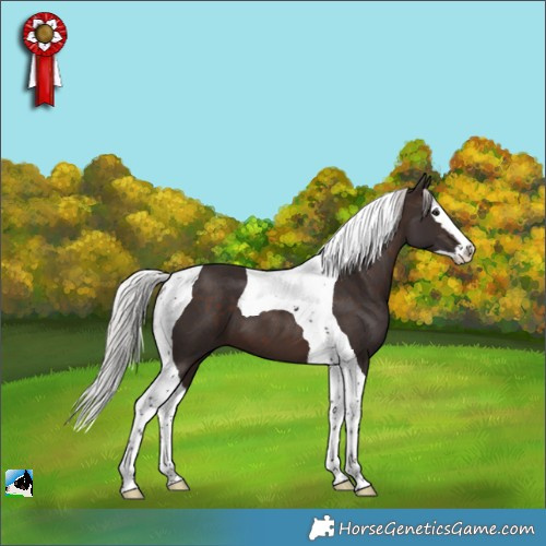 Horse Color:Silver Brown Splash Tobiano 