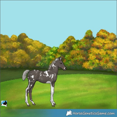 Horse Color:White Spotted Silver Black Tobiano 