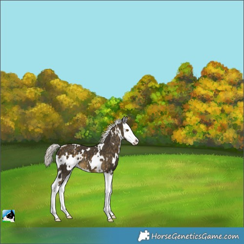 Horse Color:White Spotted Silver Buckskin Splash