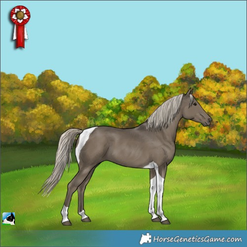 Horse Color:Silver Smoky Black Tobiano 