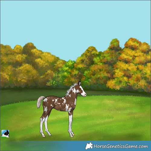 Horse Color:White Spotted Chocolate Palomino Splash 