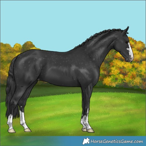 Horse Color:Black Varnish 