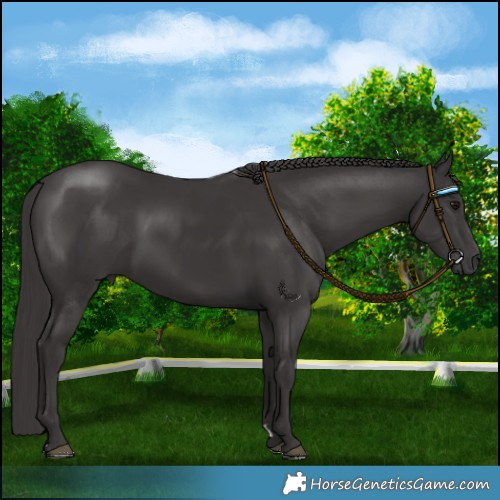 Horse Color:Smoky Black