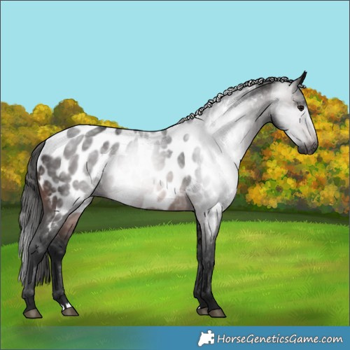 Horse Color:Gray Bay Appaloosa 