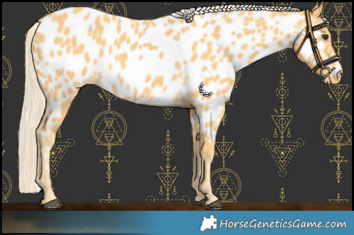 Horse Color:Palomino Near Leopard 