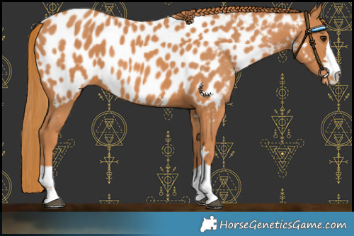Horse Color:Chestnut Near Leopard 
