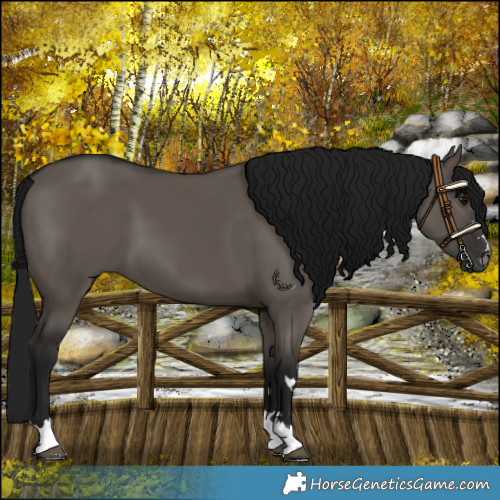 Horse Color:Gray Grullo 