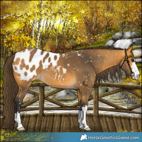 Horse Color:Buckskin Appaloosa 