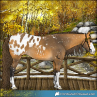 Horse Color:Buckskin Blanket