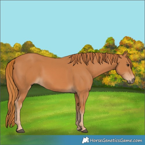 Horse Color:Chestnut 