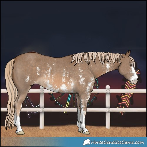 Horse Color:Chocolate Palomino Sabino 