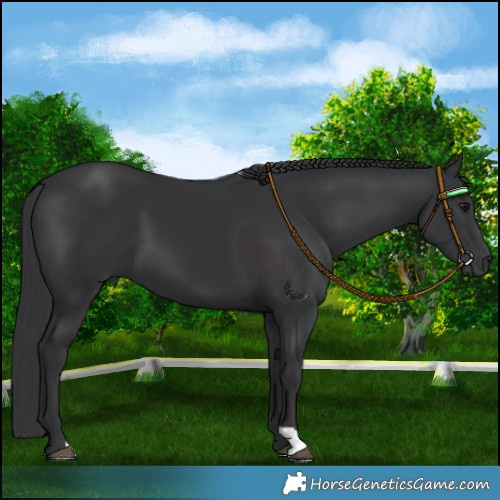 Horse Color:Smoky Black and Black
