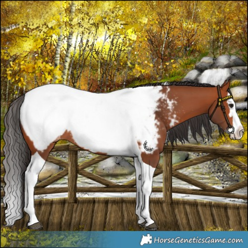 Horse Color:Bay Splash Tobiano Snowcap 