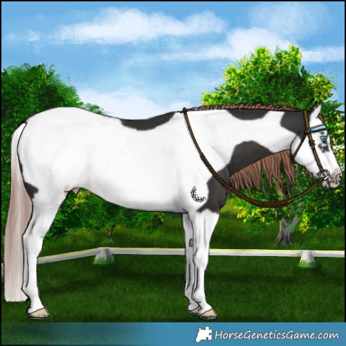 Horse Color:Liver Chestnut Splash Frame Snowcap 