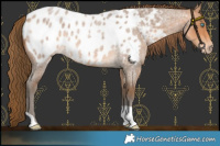 Horse Color:Gray Perlino Roan Near Leopard 