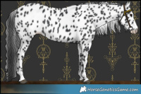 Horse Color:Black Leopard Rabicano 