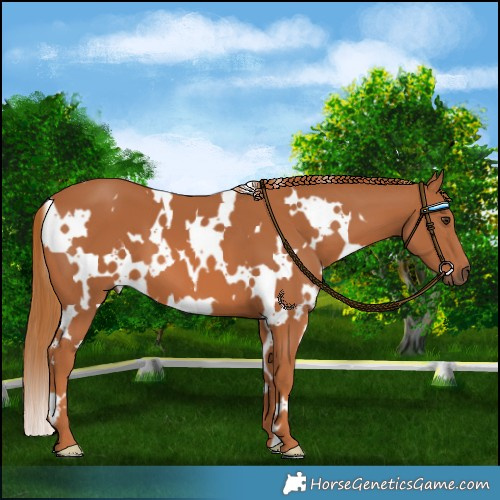 Horse Color:White Spotted Chestnut 