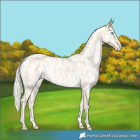 Horse Color:Cremello Appaloosa 