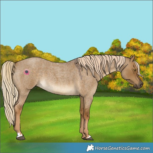 Horse Color:Chocolate Palomino Roan Dun 