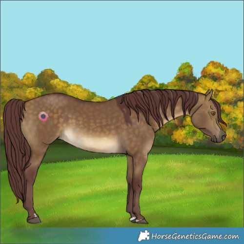 Horse Color:Chocolate Buckskin Dun 