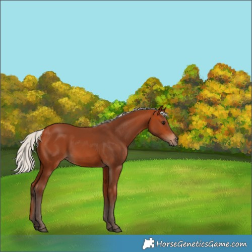 Horse Color:Silver Bay 