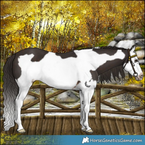 Horse Color:Liver Chestnut Splash Frame 
