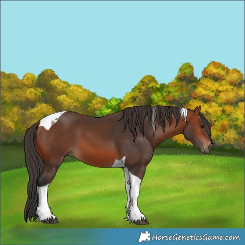 Horse Color:Bay Tobiano 