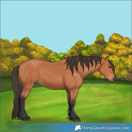 Horse Color:Bay 