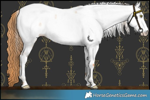 Horse Color:Gold Champagne Roan Fewspot 