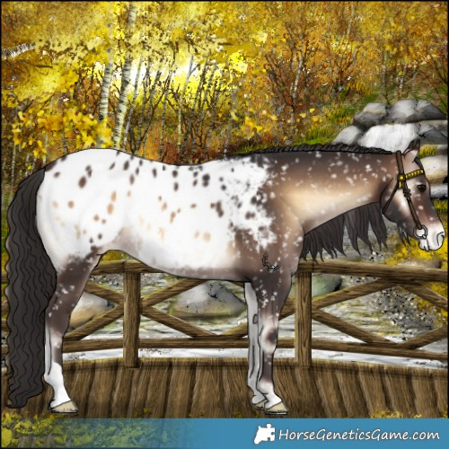 Horse Color:Brown Onyx Appaloosa