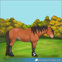 Horse Color:Bay 