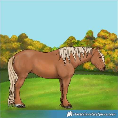 Horse Color:Chestnut 