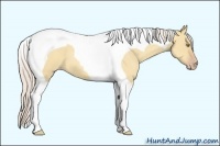 Horse Color:Silver Classic Champagne Dun Tobiano 