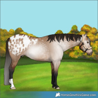 Horse Color:Gray Bay Dun Blanket 