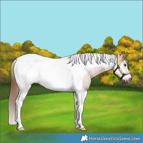Horse Color:Gray Red Dun Tobiano Frame Blanket Rabicano