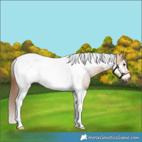 Horse Color:Gray Red Dun Tobiano Frame Blanket Rabicano 