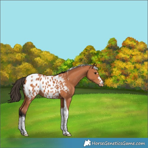 Horse Color:Bay Tobiano Appaloosa