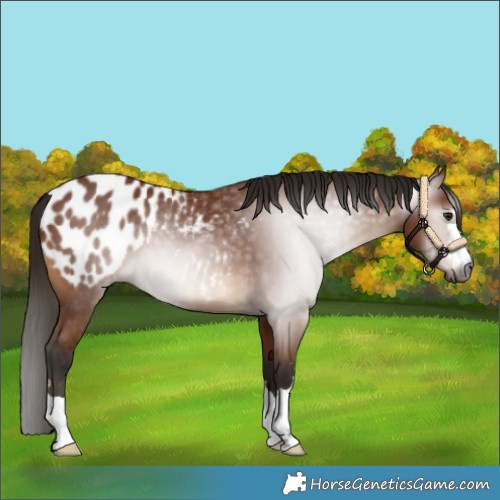 Horse Color:Gray Bay Blanket 