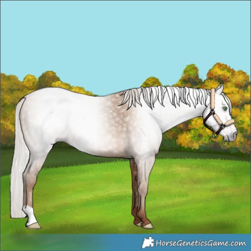 Horse Color:Gray Silver Amber Champagne 