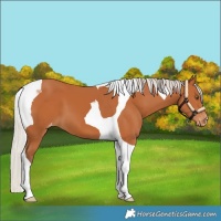 Horse Color:Silver Bay Tobiano Varnish
