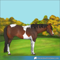 Horse Color:Bay Tobiano Rabicano